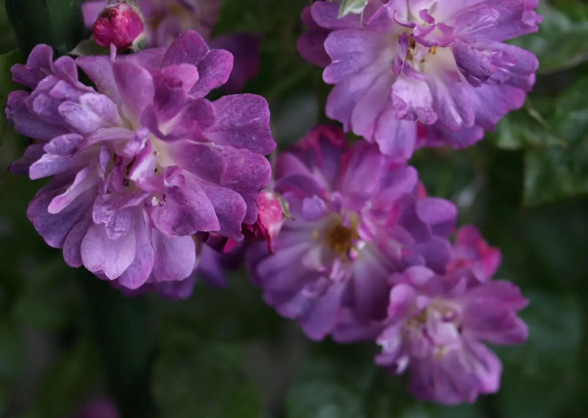 一季咲きの薔薇｜園芸日記byらりこ｜みんなの趣味の園芸｜153155