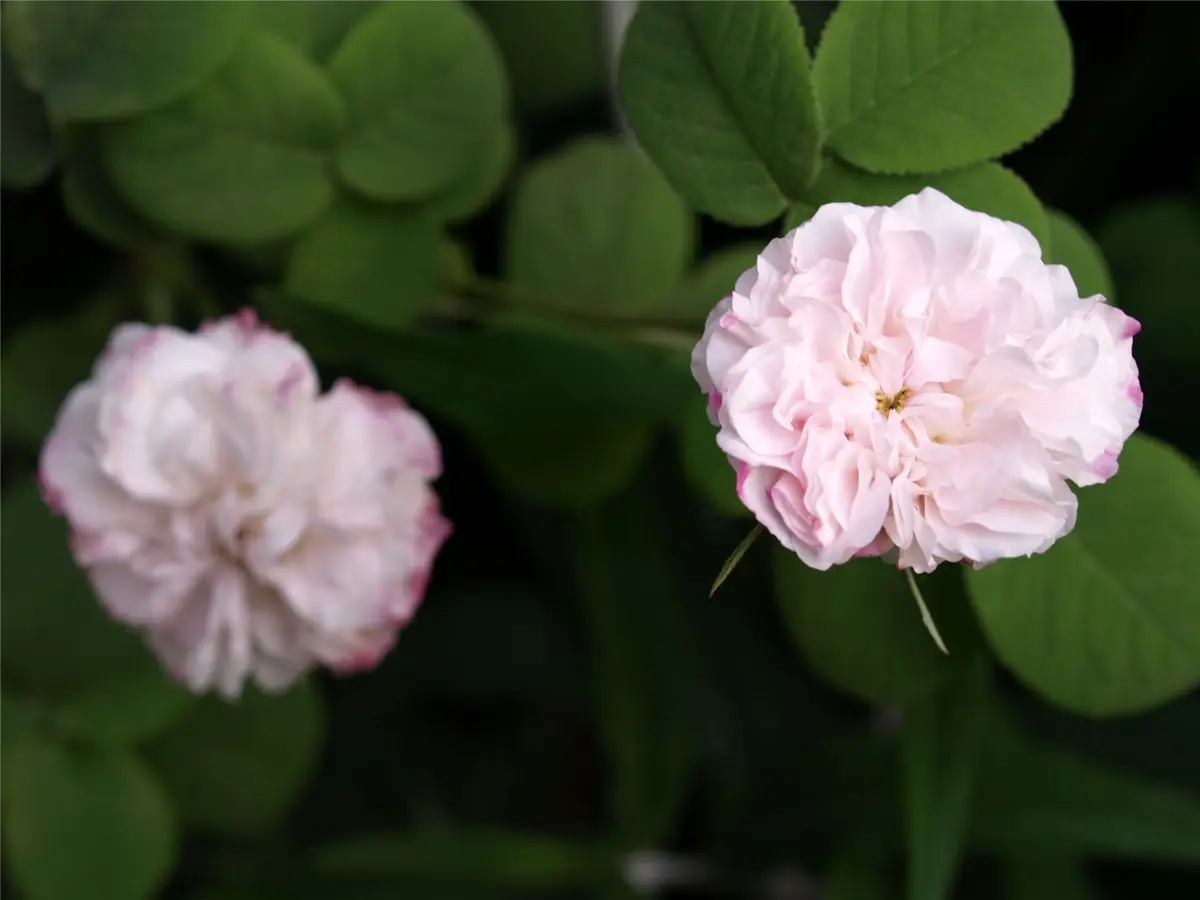 田村一「薔薇」 一心 issin – WABARA online store