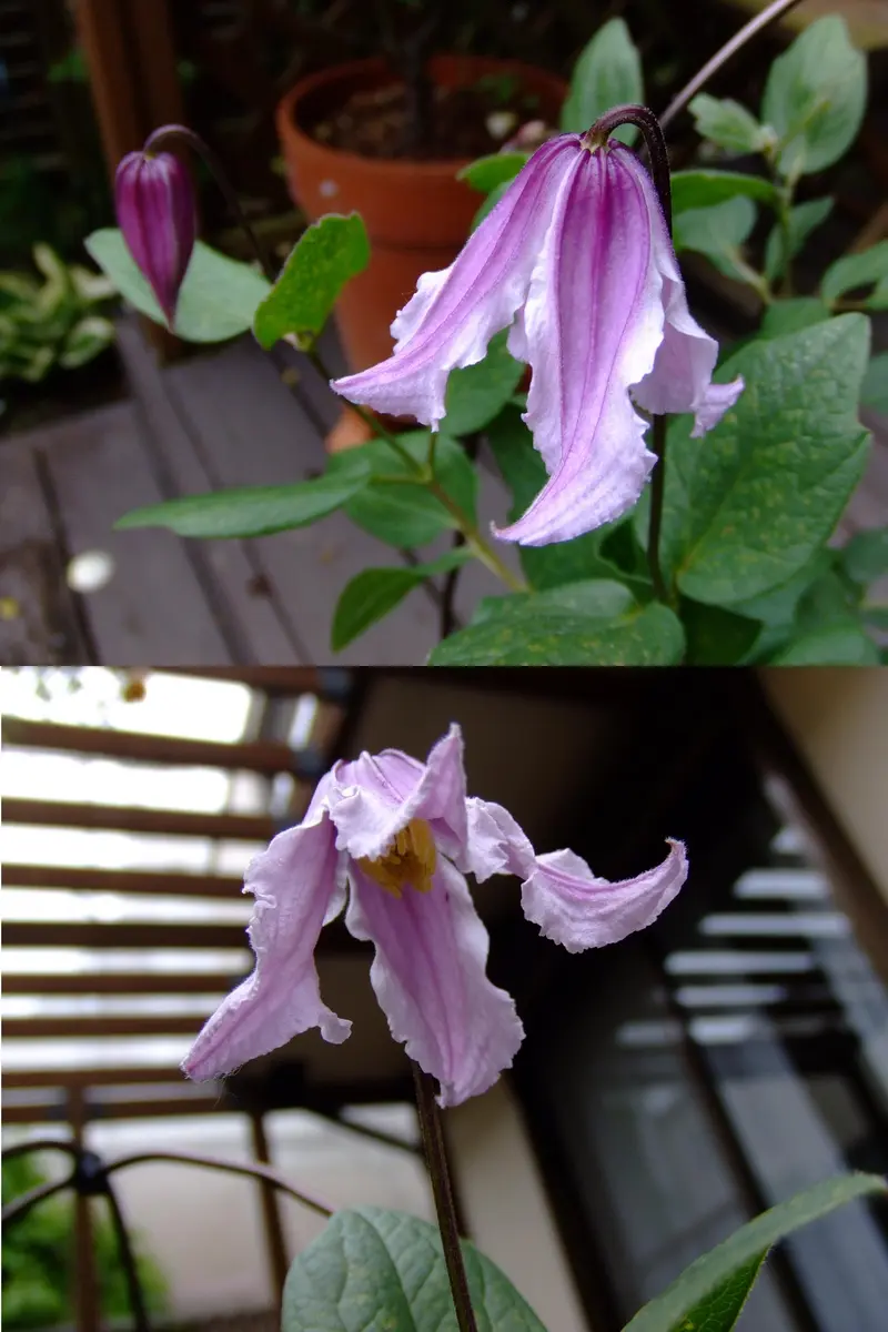ベネディクトの開花と咲かないクレマチス｜園芸日記byはなはな