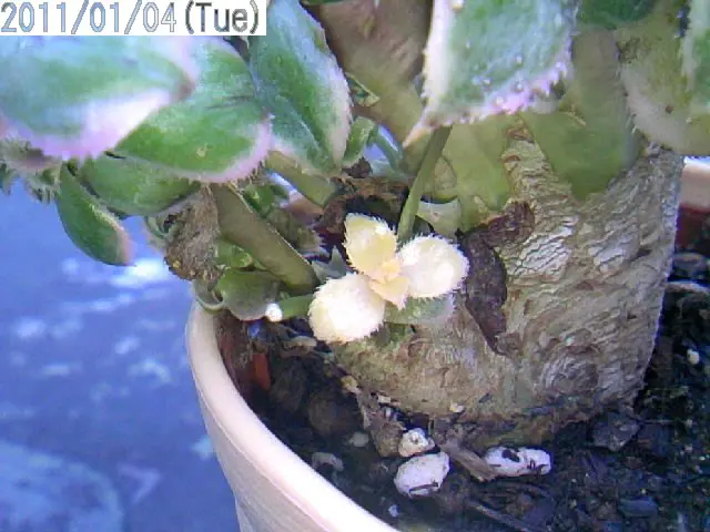 斑入りアエオニウム綴化'サンバースト'全斑の芽｜園芸日記by三河屋