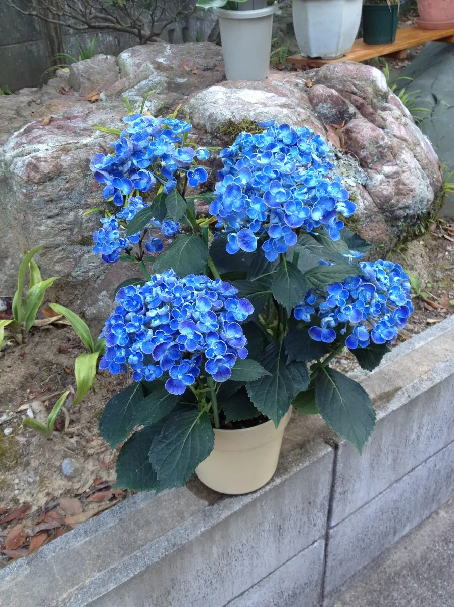 紫陽花KAMIKA 2025.6.11 まさに💜💙🤍🩷💚💖 #紫陽花祭り #梅雨 #hydrangea