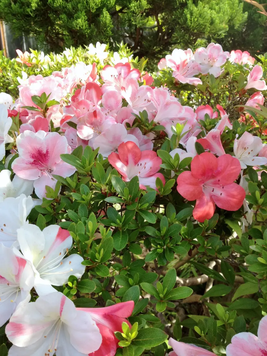 咲き分けのサツキが満開に｜園芸日記byネコママ｜みんなの趣味の園芸