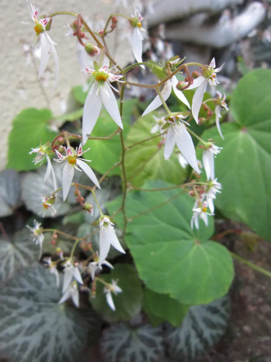 我が家の山野草｜園芸日記byオダマキ｜みんなの趣味の園芸｜156239