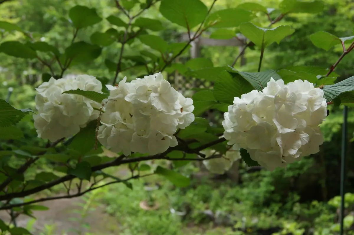 サワフタギの日記一覧|えなばーばさんの園芸日記-みんなの趣味の園芸 サワフタギの日記一覧|えなばーばさんの園芸日記-みんなの趣味の園芸