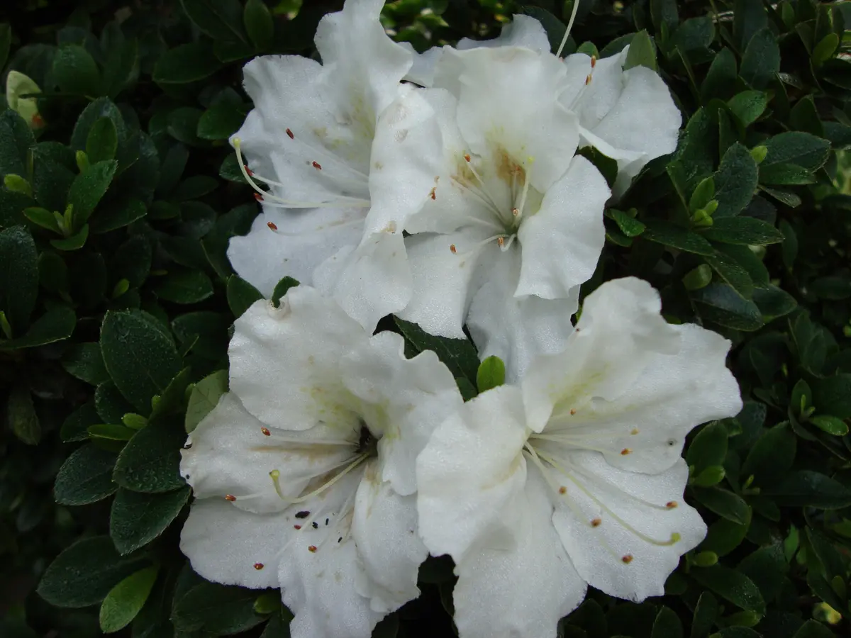 サツキページ サツキは難しい！｜園芸日記by撫子🌹｜みんなの趣味の園芸｜157161