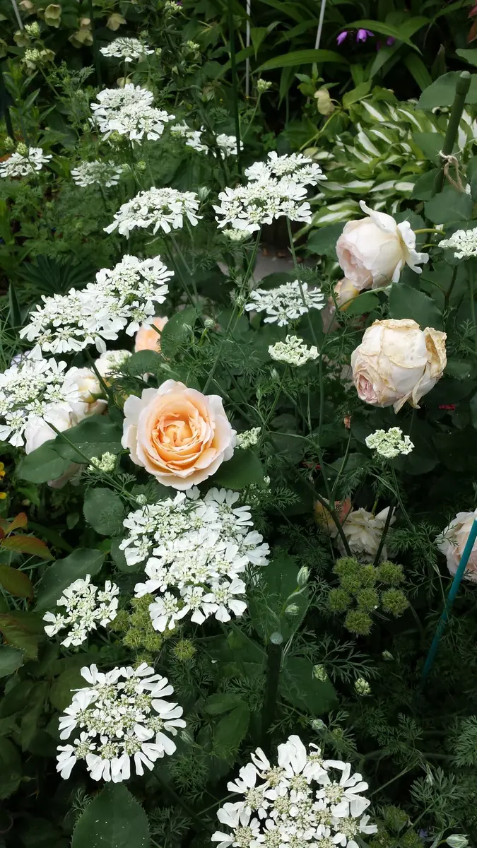 バラと宿根草のコラボ｜園芸日記byたかちゃん｜みんなの趣味の園芸｜157640 