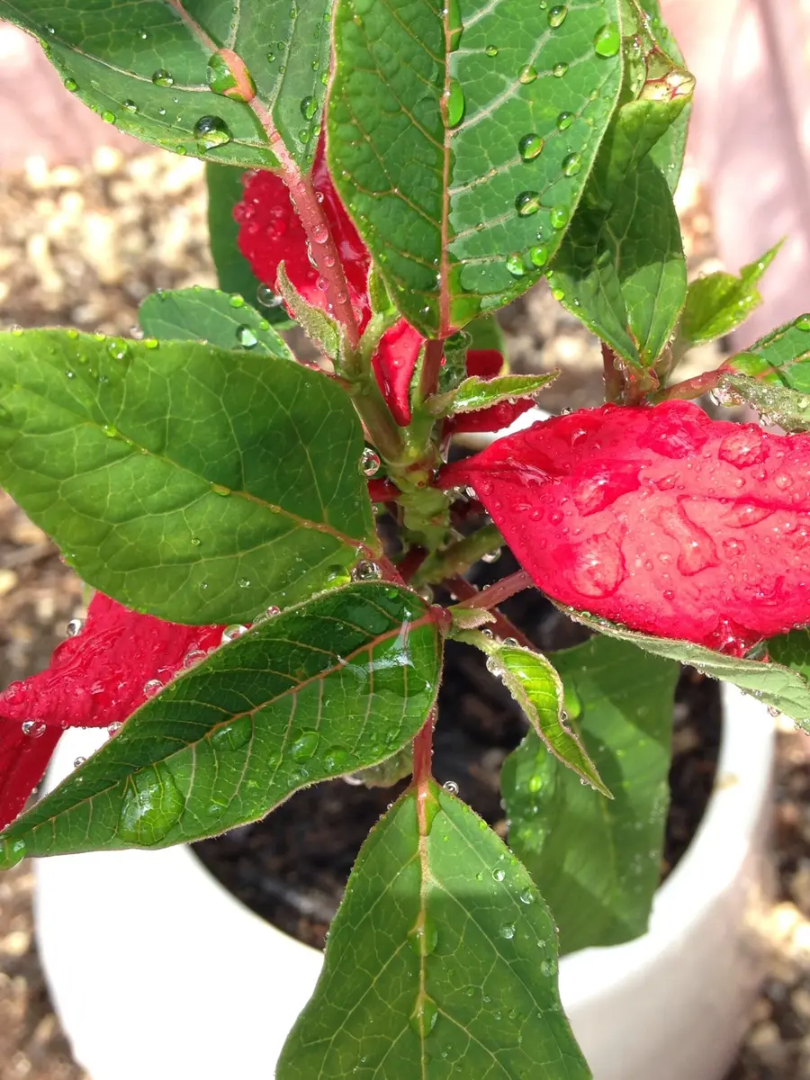 赤い葉っぱが、一枚、二枚・・｜園芸日記byみんみん｜みんなの趣味の