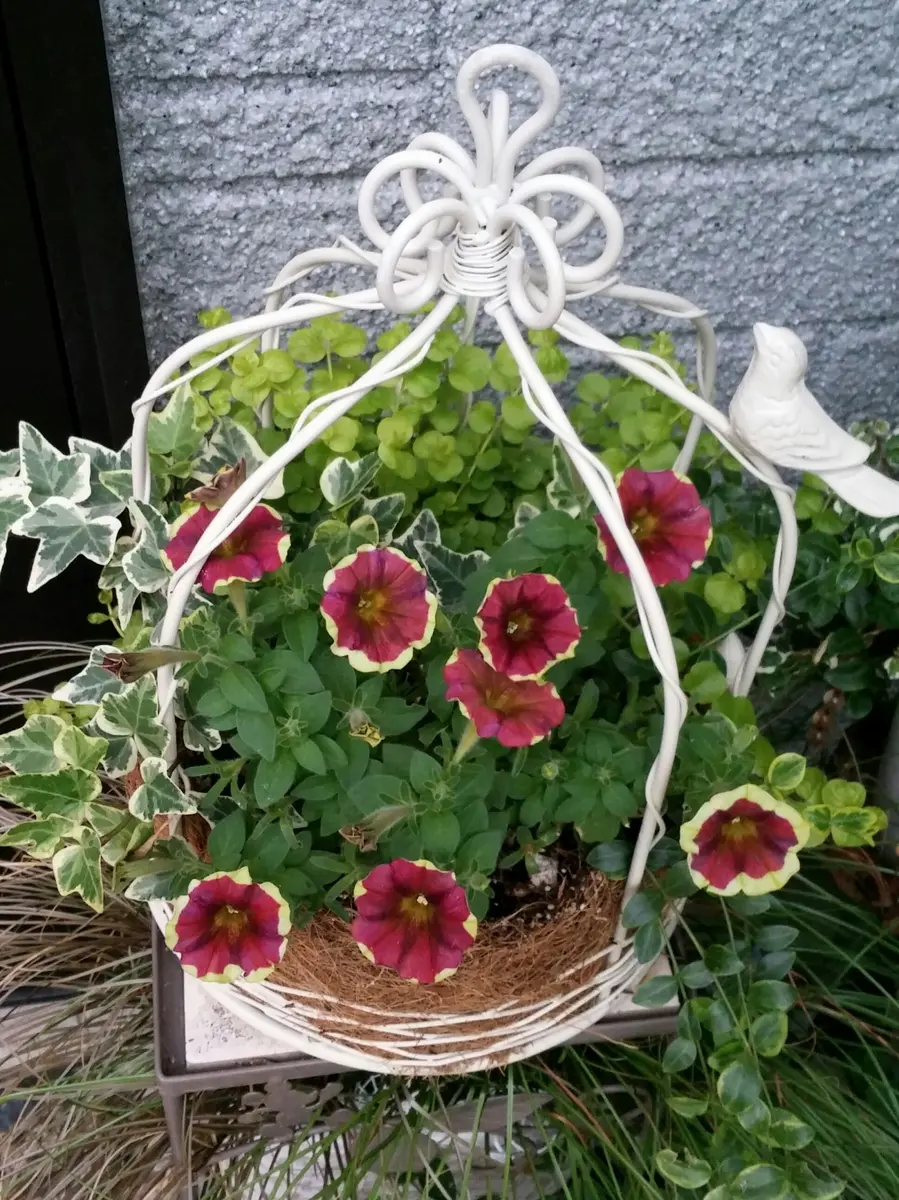 多肉植物寄せ植え バードケージスタイル バードケージの寄せ植え☆その後｜園芸日記byかおりん｜みんなの趣味の