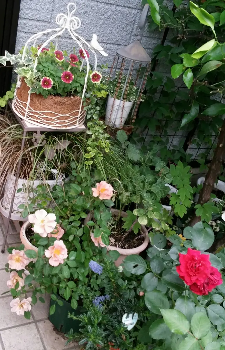 バードケージの寄せ植え☆その後｜園芸日記byかおりん｜みんなの趣味の