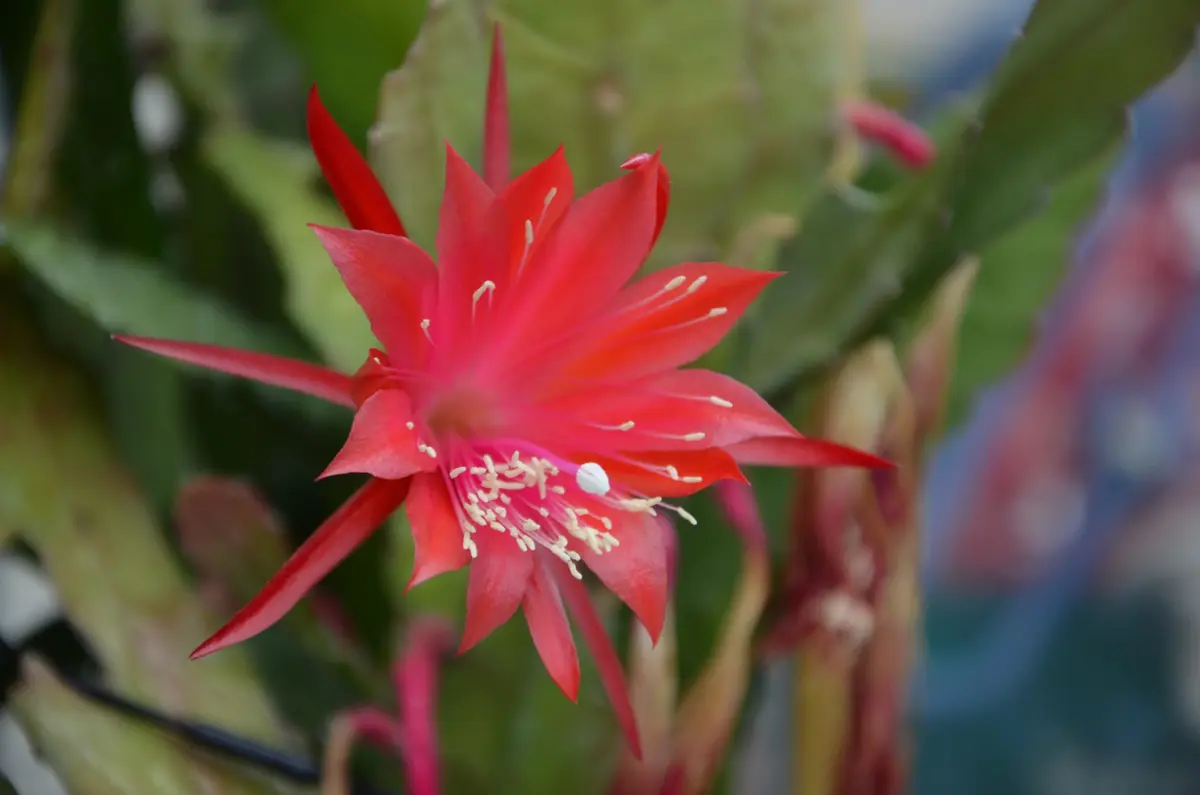 ６番　ビッキ　 　　　孔雀サボテン港まつり 6番 ビッキ 様専用 孔雀サボテン港まつり ②孔雀サボテン