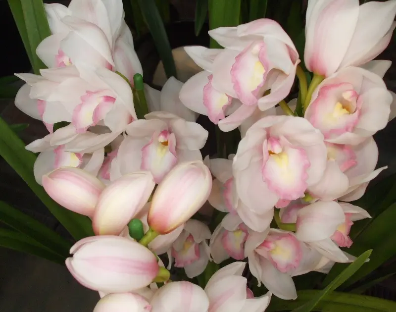 シンビジューム・マリーローランサン｜園芸日記by富山昌克（トミー