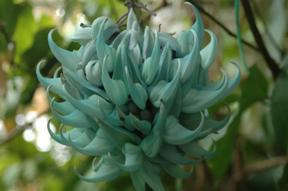 久々に翡翠カズラ｜園芸日記byジャカランダ｜みんなの趣味の園芸