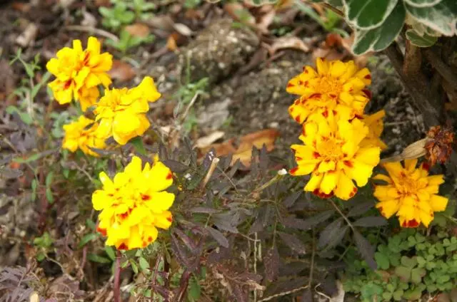 花の咲かないコスモス｜園芸日記by花好きかんちゃん｜みんなの