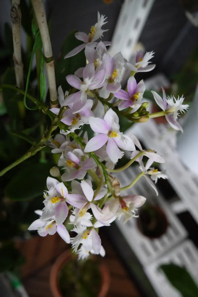 エピデンドラム 開花から一年半で新たに花芽｜園芸日記byうめ