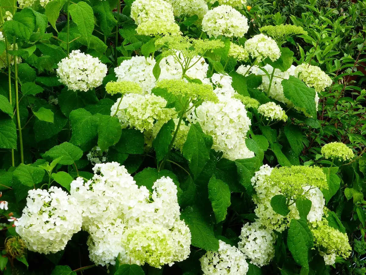 大株 アナベル 白い紫陽花 品番B アナベル白とピンク。｜園芸日記