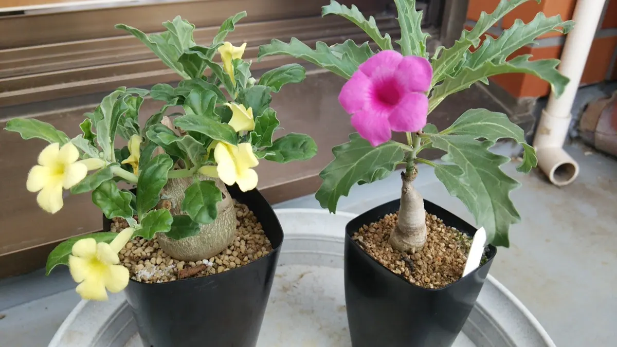 プテロディスクスの花が咲きました｜園芸日記byフォル｜みんなの趣味の