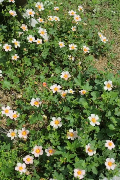 はびこるマルバストラム｜園芸日記byann｜みんなの趣味の園芸｜159808