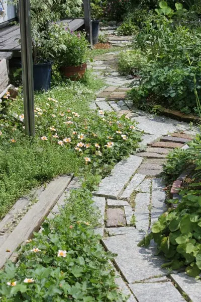 はびこるマルバストラム｜園芸日記byann｜みんなの趣味の園芸｜159808