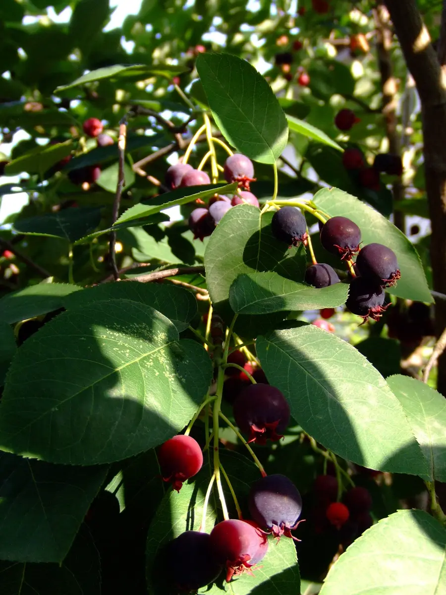 今年も豊作 (^^♪｜園芸日記byはなはな｜みんなの趣味の園芸｜159943
