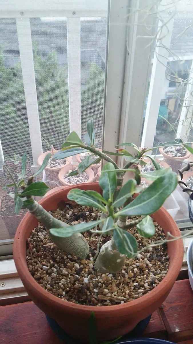 目指せアデニウム盆栽｜園芸日記bykento｜みんなの趣味の園芸｜160822