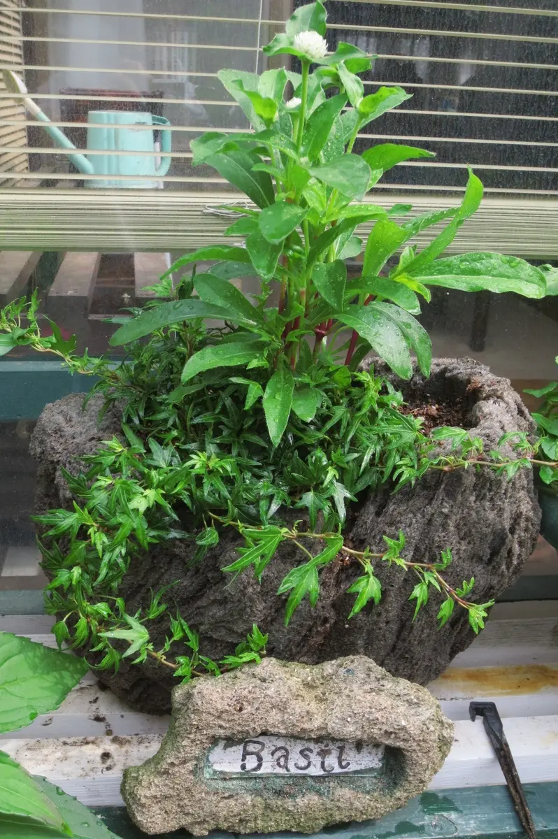 軽石鉢の自作と寄せ植え｜園芸日記byはなさか じいじ｜みんなの趣味の