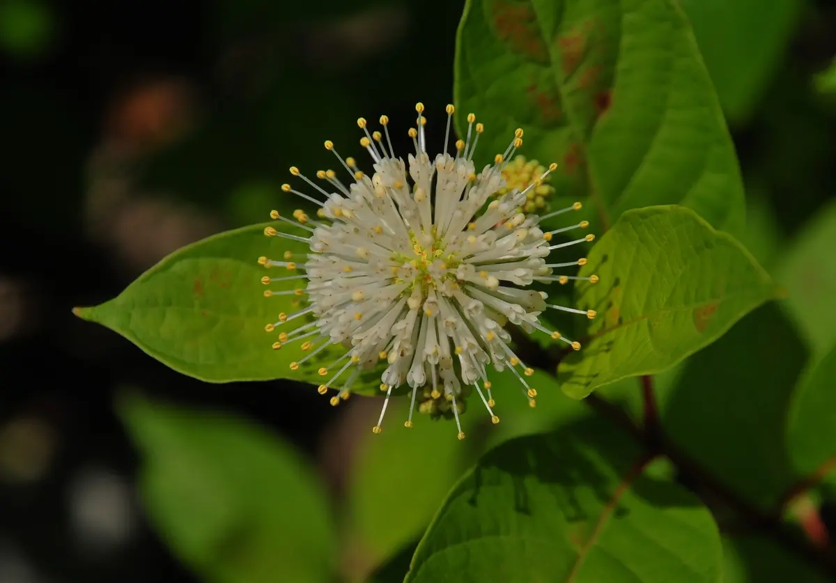 タニワタリノキ｜園芸日記byTuzzy muzzy｜みんなの趣味の