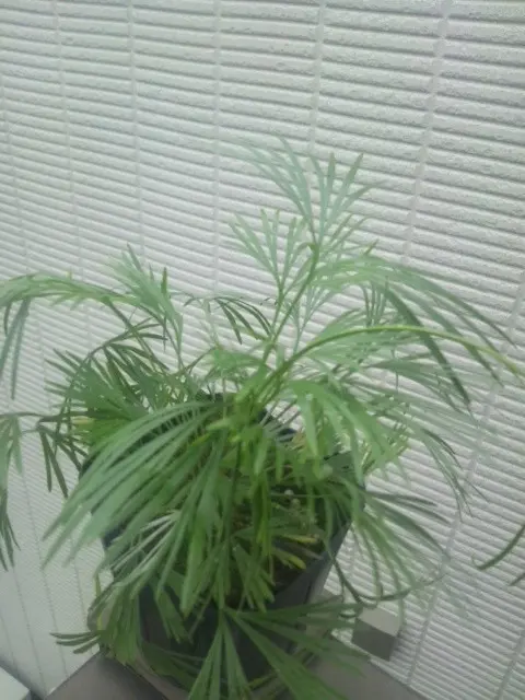 アクティニオ プテリス　オーストラリス　アクティノプテリスオーストラリス アクティニオプテリス オーストラリス | YUKARI online store