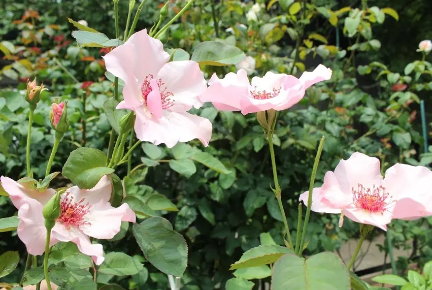 2番花3｜園芸日記byみなみ｜みんなの趣味の園芸｜163782