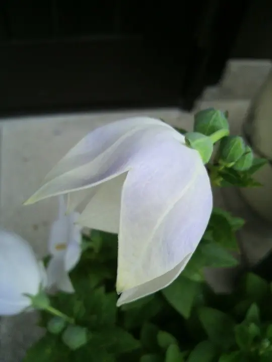 桔梗｜園芸日記by三重のひと｜みんなの趣味の園芸｜163927