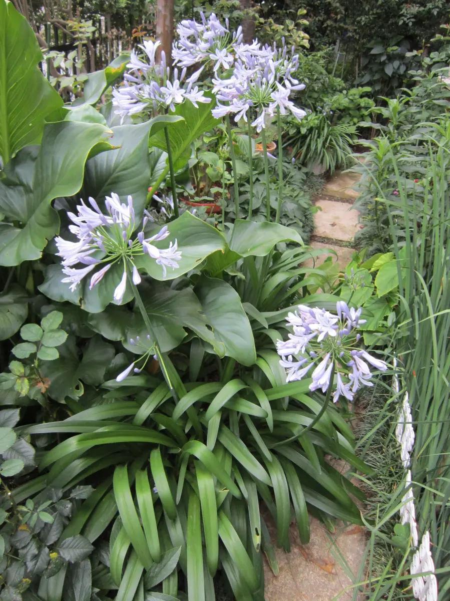 福袋セール ヤブカンゾウ苗 無農薬 球根 秋植え（庭の宿根草｜園芸 春植え 野菜