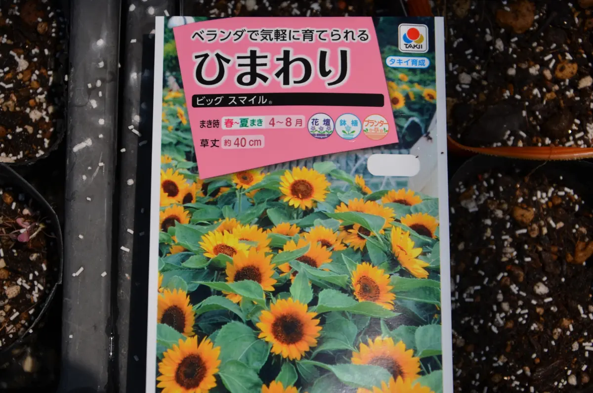 ヒマワリの種をまきました｜園芸日記by赤いハナミズキ｜みんなの趣味の