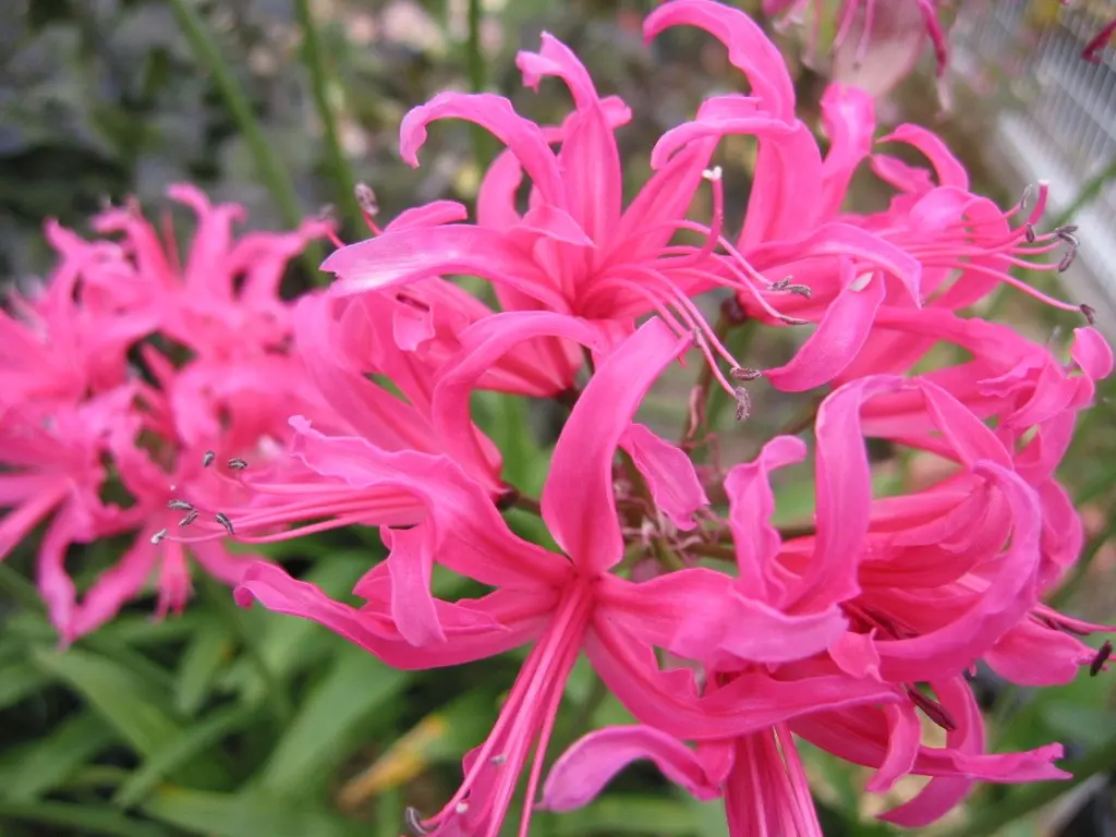 ネリネ（ダイヤモンド リリー）の植え替え｜園芸日記byみちよ 