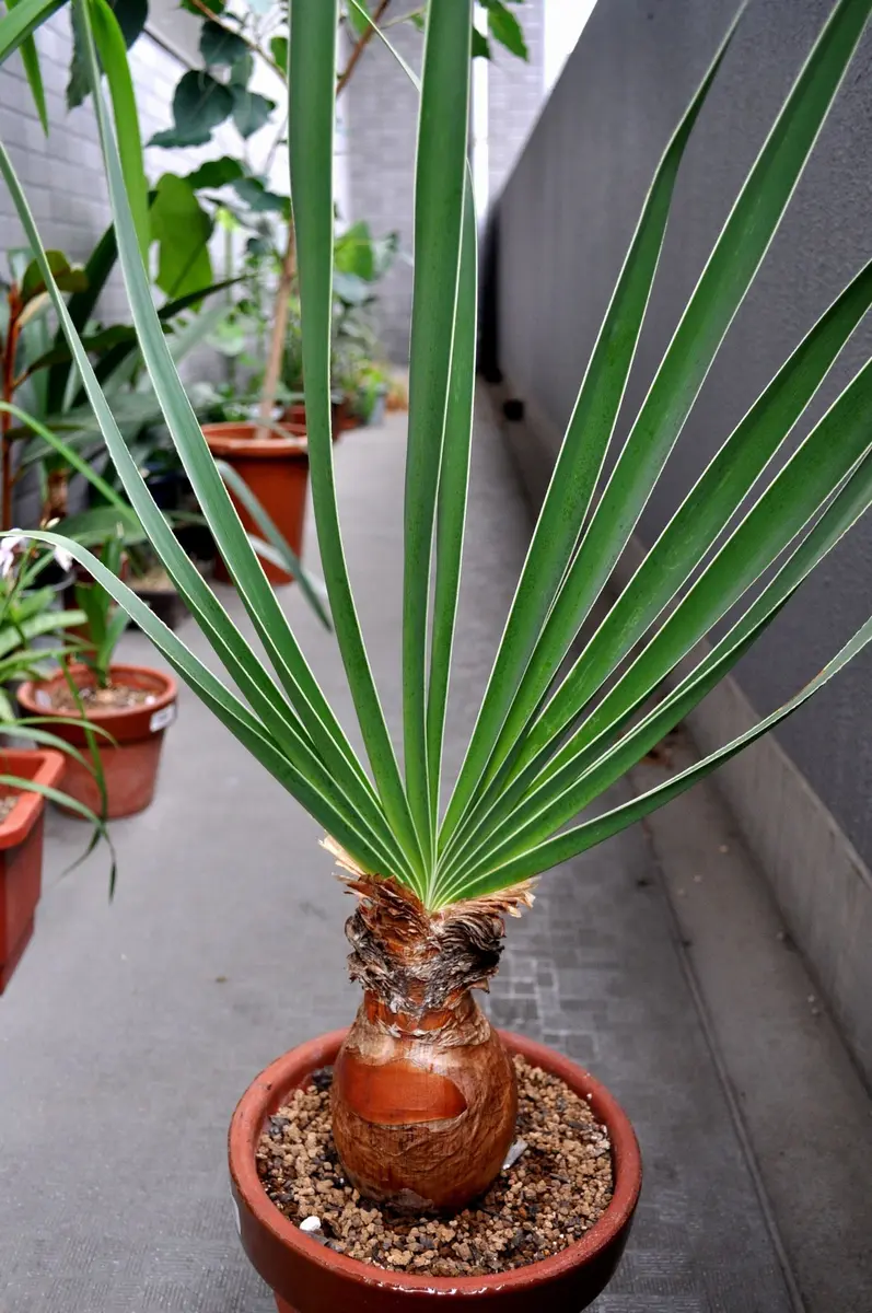 ブーファン　ディスティチャ　4号鉢 c 球根植物 ブーファン ディスティチャ 4号鉢 c 球根植物 ザ・ファームセレクト