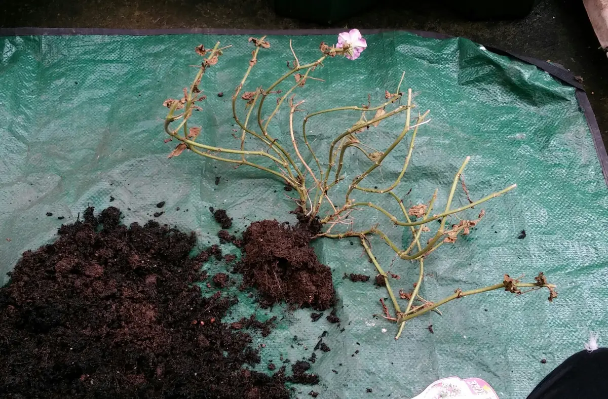 img_cache_d_165927_1_140481042