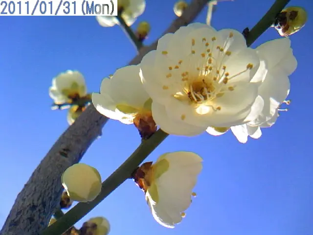 緑の梅の花 かめきちOpaがオールドレンズで撮った緑の梅“リョクガクバイ（緑