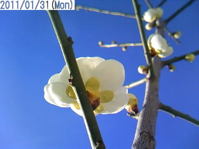 緑の梅の花 緑萼梅☆ | 花咲く祈りの寺☆清瀧寺