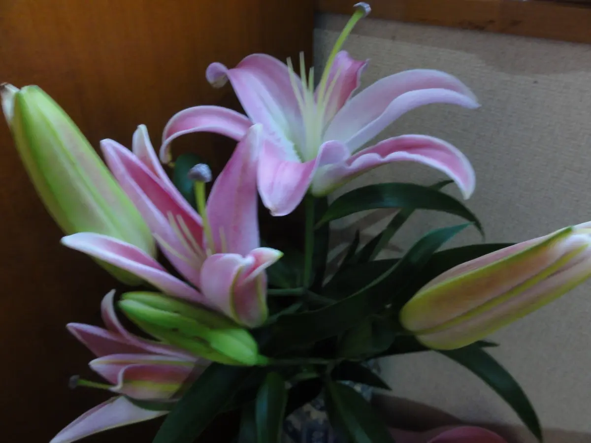 カサブランカ 種まきしたゆり 買ったゆり｜園芸日記byみちよ｜みんなの