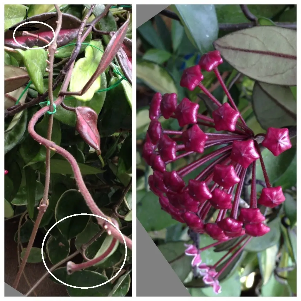 ホヤ・カルノーサ（サクララン）の開花♪｜園芸日記byおれんじ