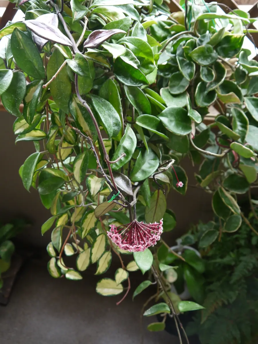 ホヤ・カルノーサ（サクララン）の開花♪｜園芸日記byおれんじぺこ
