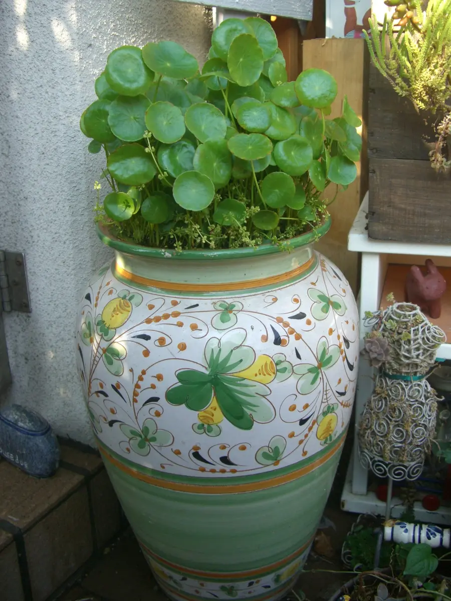 ウォーターマッシュルーム｜園芸日記byきぃ｜みんなの趣味の園芸｜167606