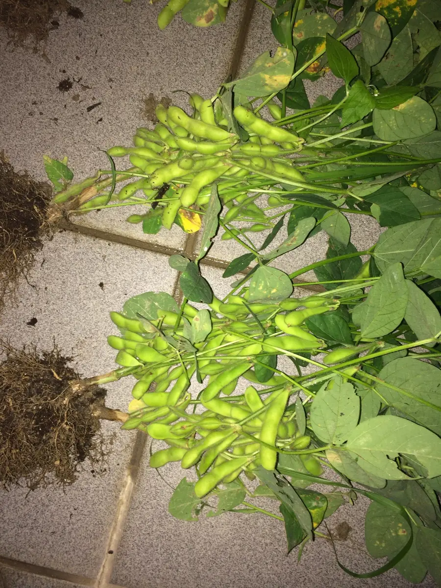 枝豆は2本植えと1本植えどちらがイイか？｜園芸日記bymomo｜みんなの