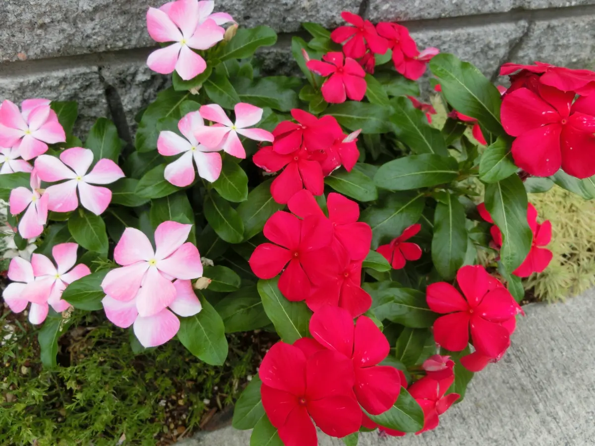 夏に元気な赤い花｜園芸日記byくんくん｜みんなの趣味の園芸｜167748