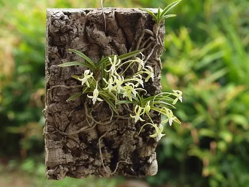 風蘭 翡翠｜園芸日記byreosaku｜みんなの趣味の園芸｜168447