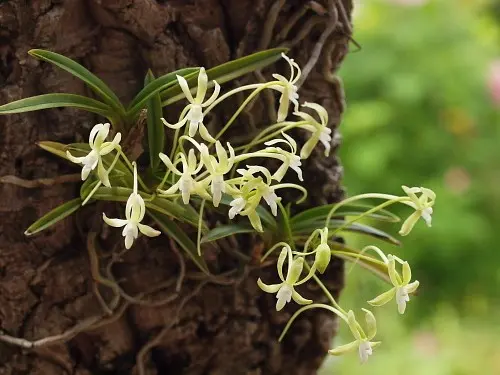 風蘭 翡翠｜園芸日記byreosaku｜みんなの趣味の園芸｜168447