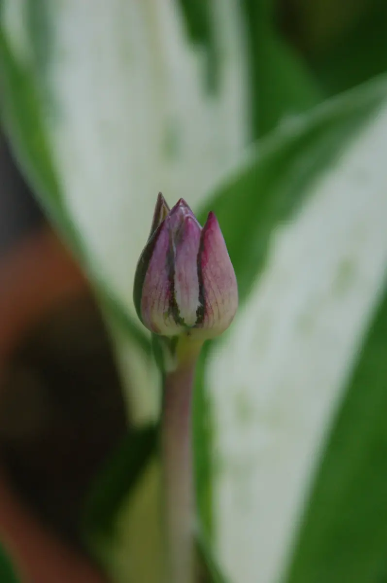 販売停止中 カラスビシャク ポット苗 販売停止中 カラスビシャク ポット苗 【公式通販】