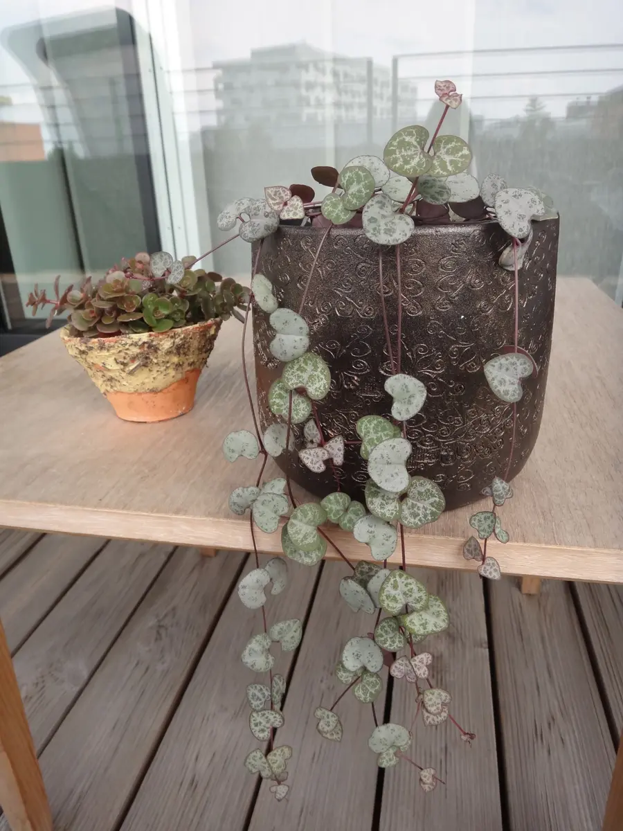 続 ハートカズラ｜園芸日記byalba｜みんなの趣味の園芸｜169341