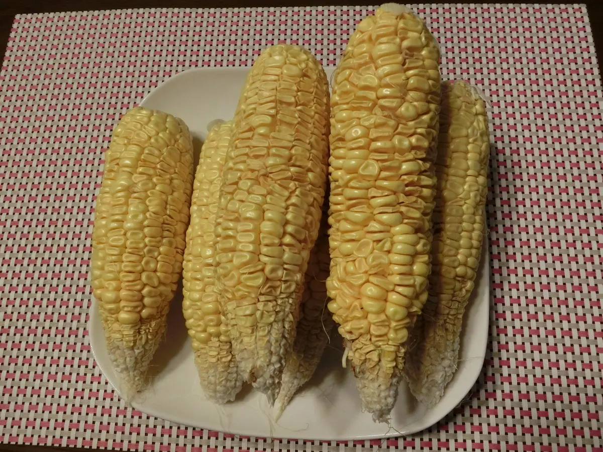 出産祝い ドライとうもろこし大サイズ15本その他ドライ野菜 度重なっ その他