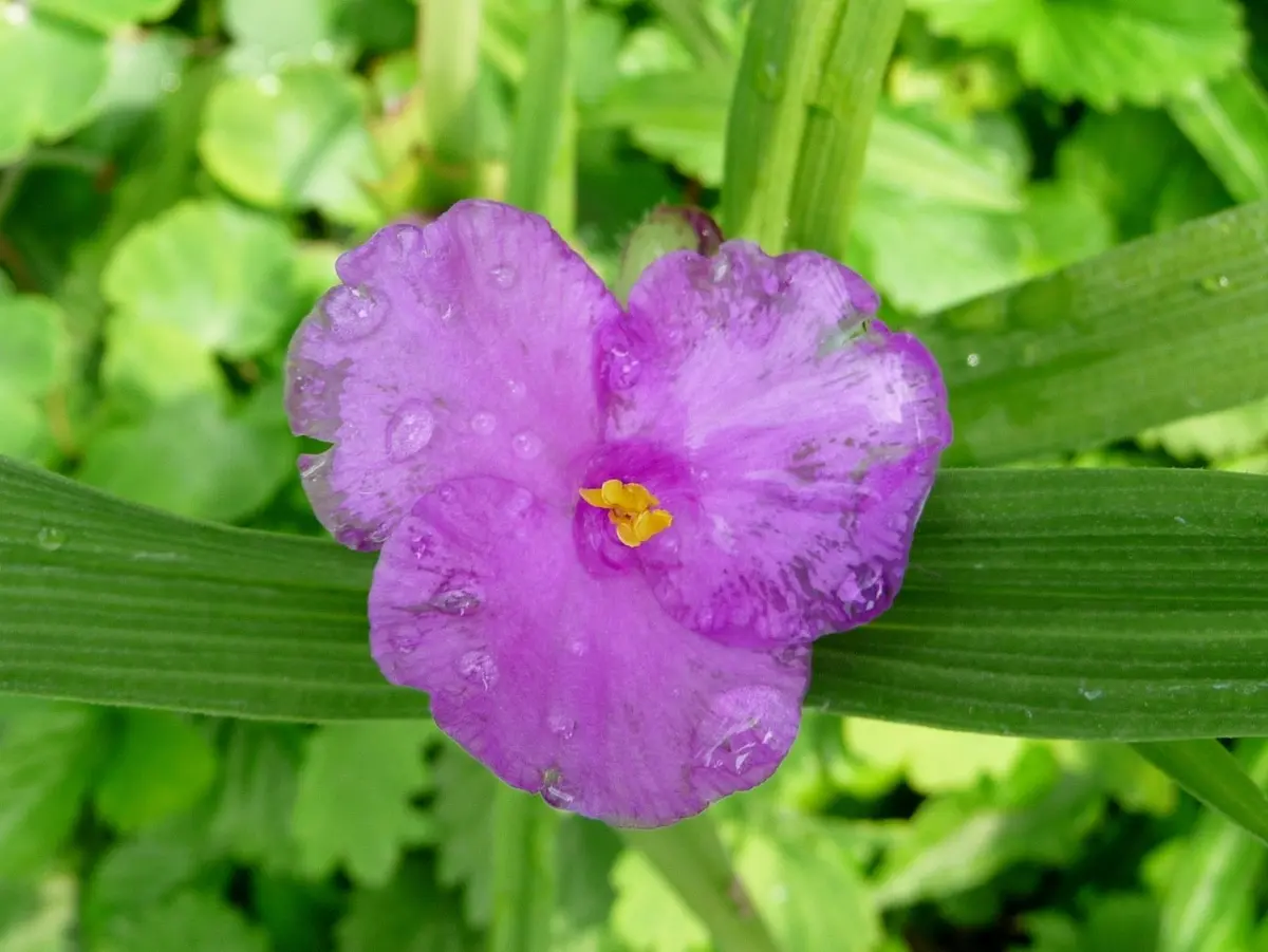 ツユクサ ツユクサ三種｜園芸日記by小春｜みんなの趣味の園芸｜170117