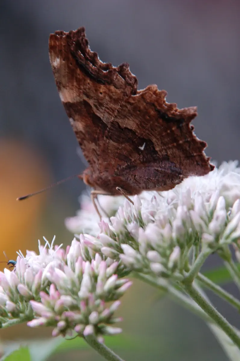 エルタテハ異常型 エルタテハ異常型 エルタテハ｜園芸日記byせいざえもん｜みんなの趣味