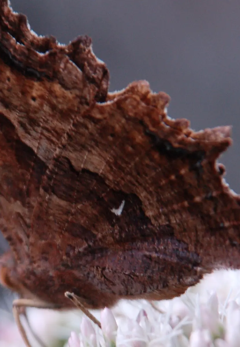 エルタテハ異常型 エルタテハ｜園芸日記byせいざえもん｜みんなの趣味